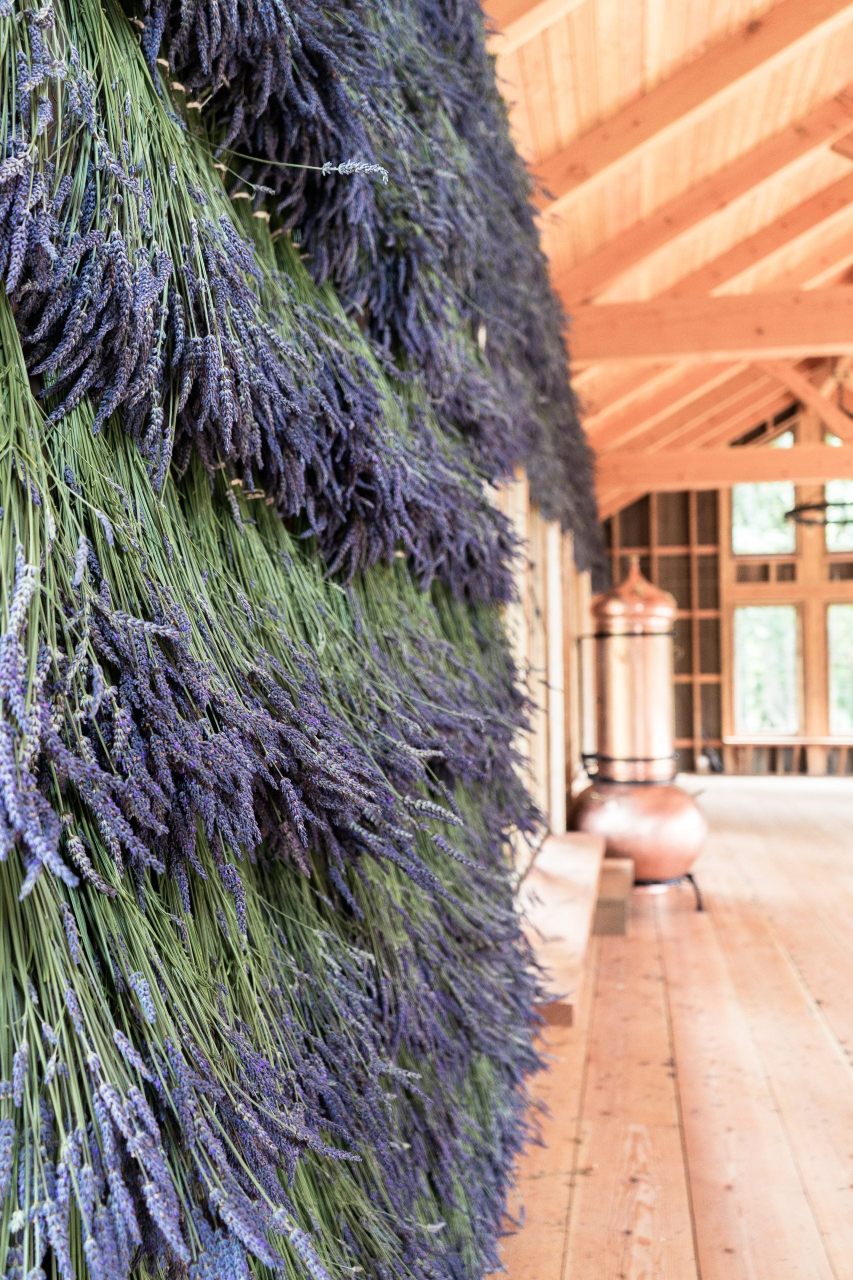 Lavender drying in barn at Bilston Creek Farm