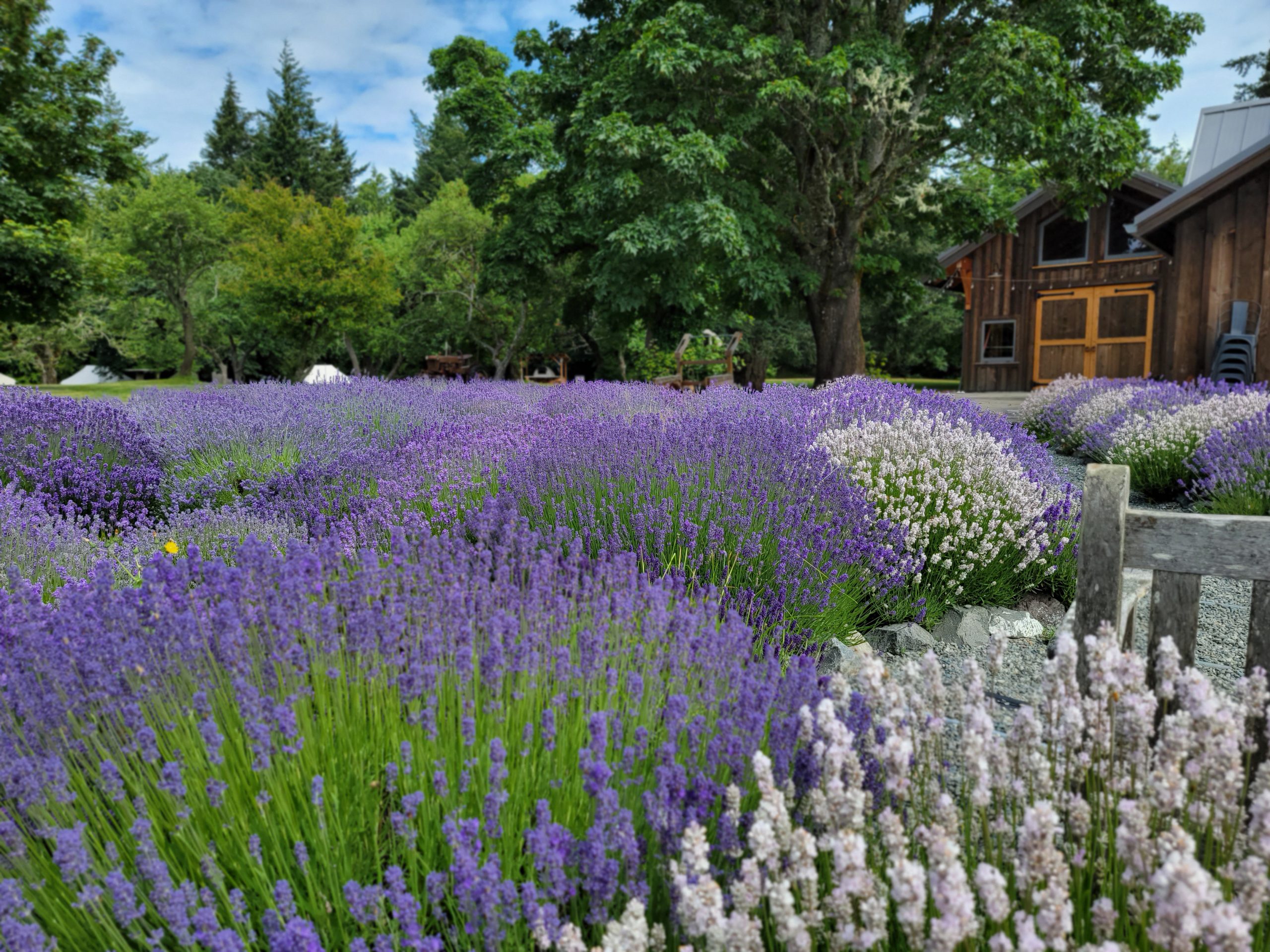 Lavender Field and Farm Stay Tents