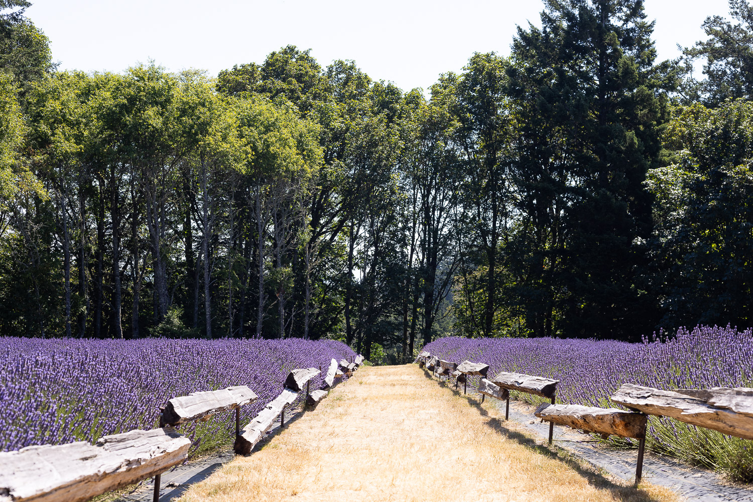 Lavender Pathway Bilston Creek Farm