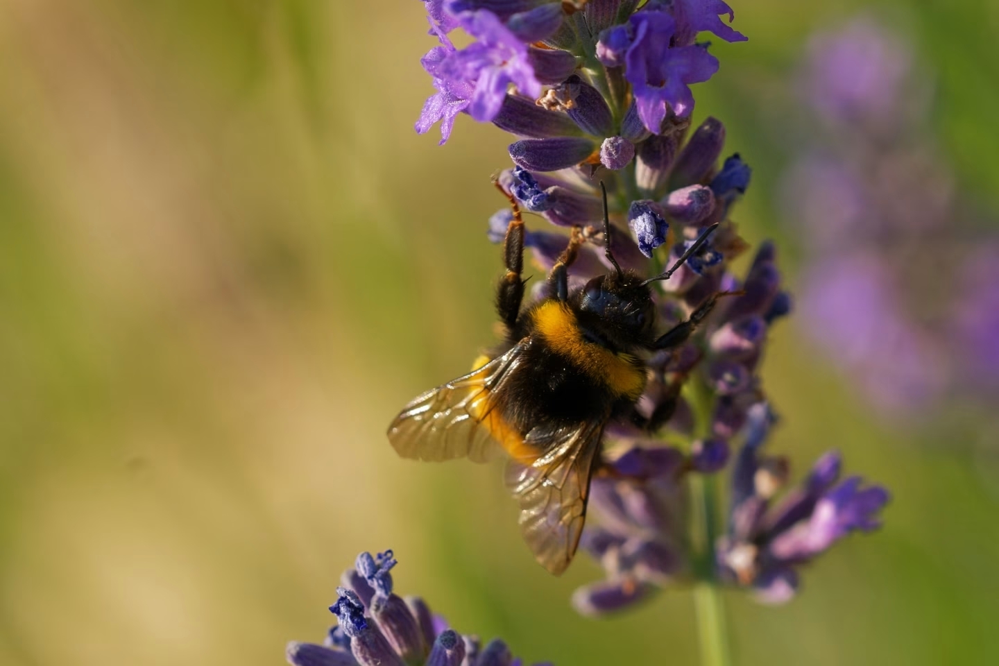 Bumblebee on Lavender