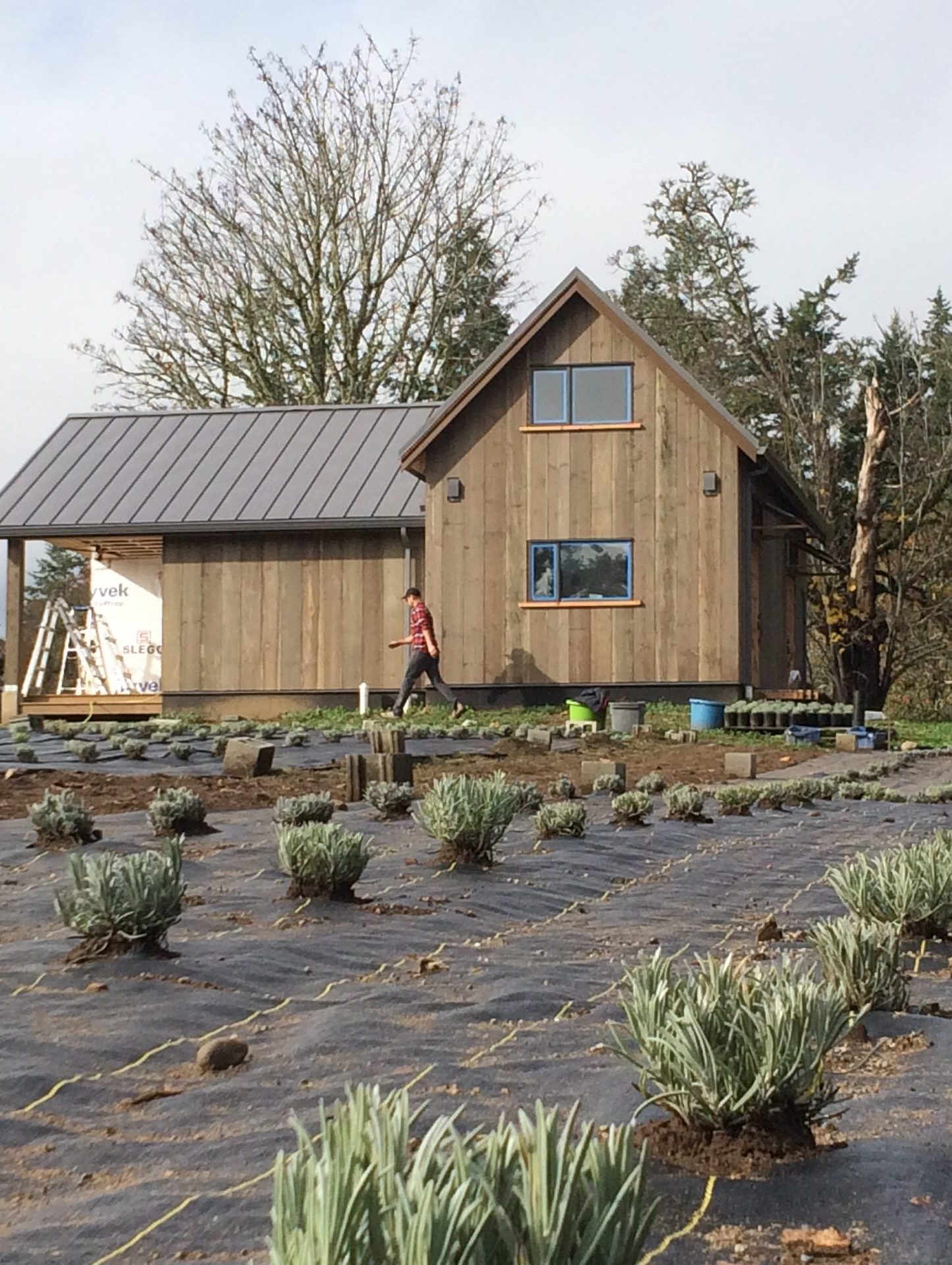 2016_FSB_lavender field