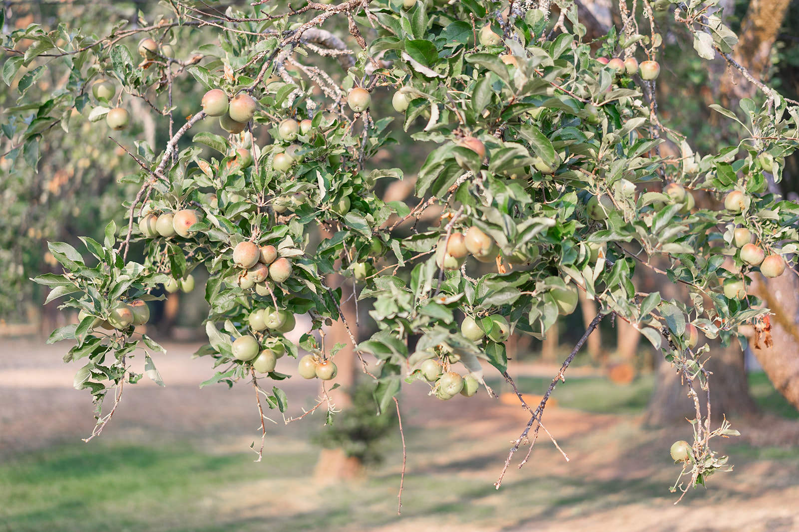 bilston creek farm 30-37 Apple Orchard at Bilston Creek Farm