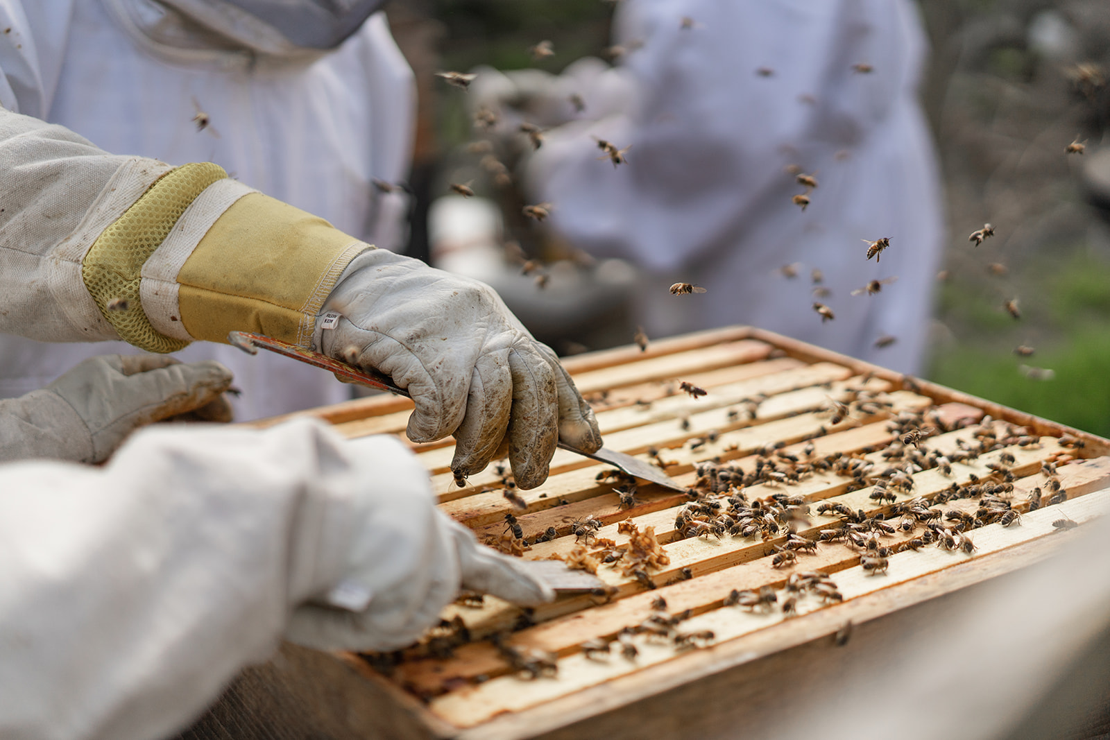 Apiary at Bilston Creek Farm