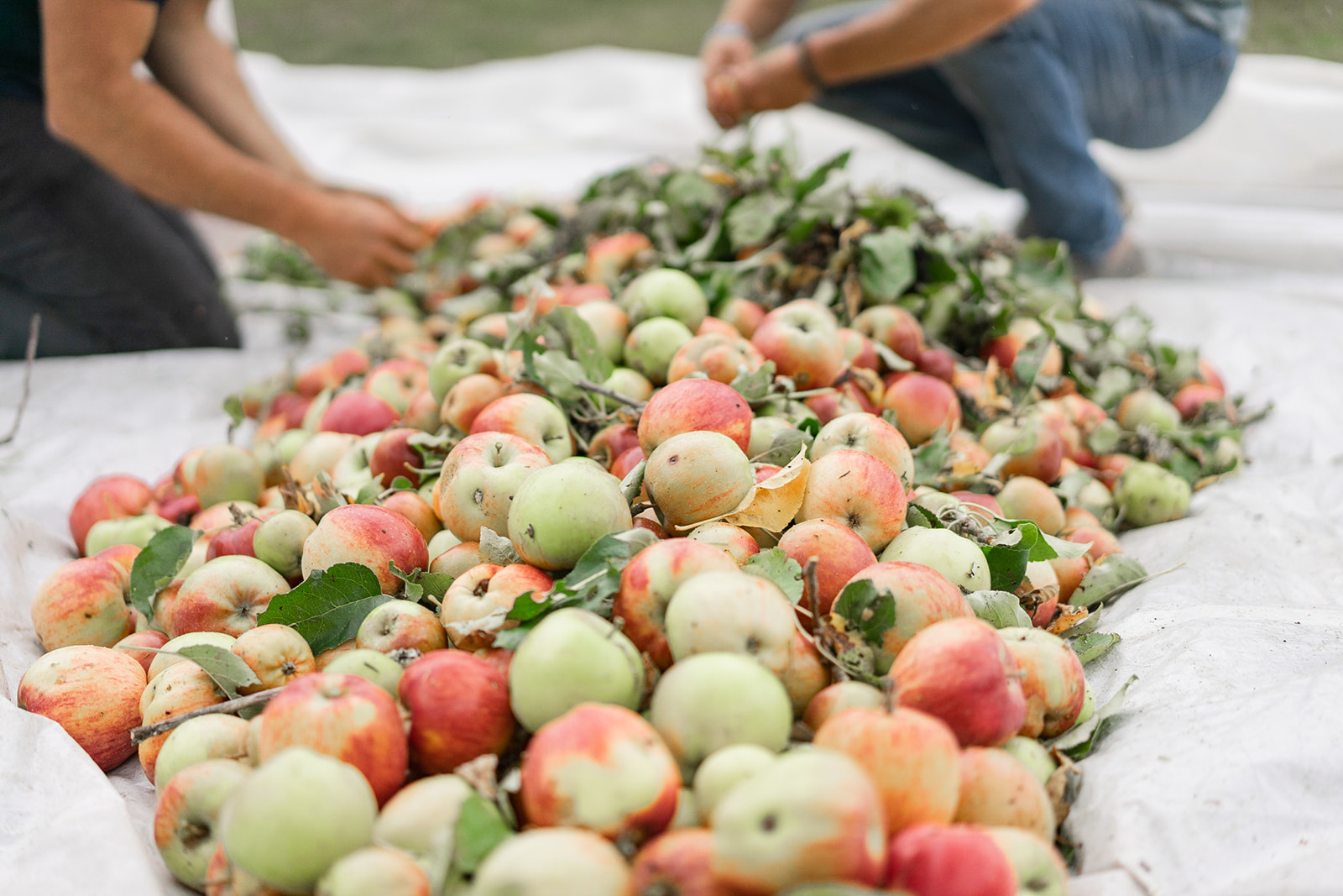 bilston creek farm 30-40 Apple Orchard at Bilston Creek Farm