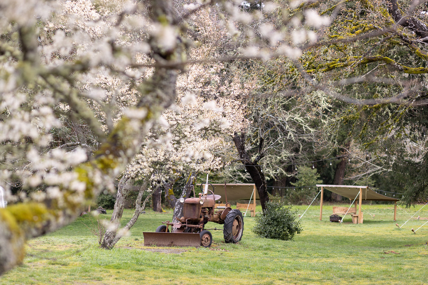 Nature Retreat at Bilston Apple Orchard at Bilston Creek Farm