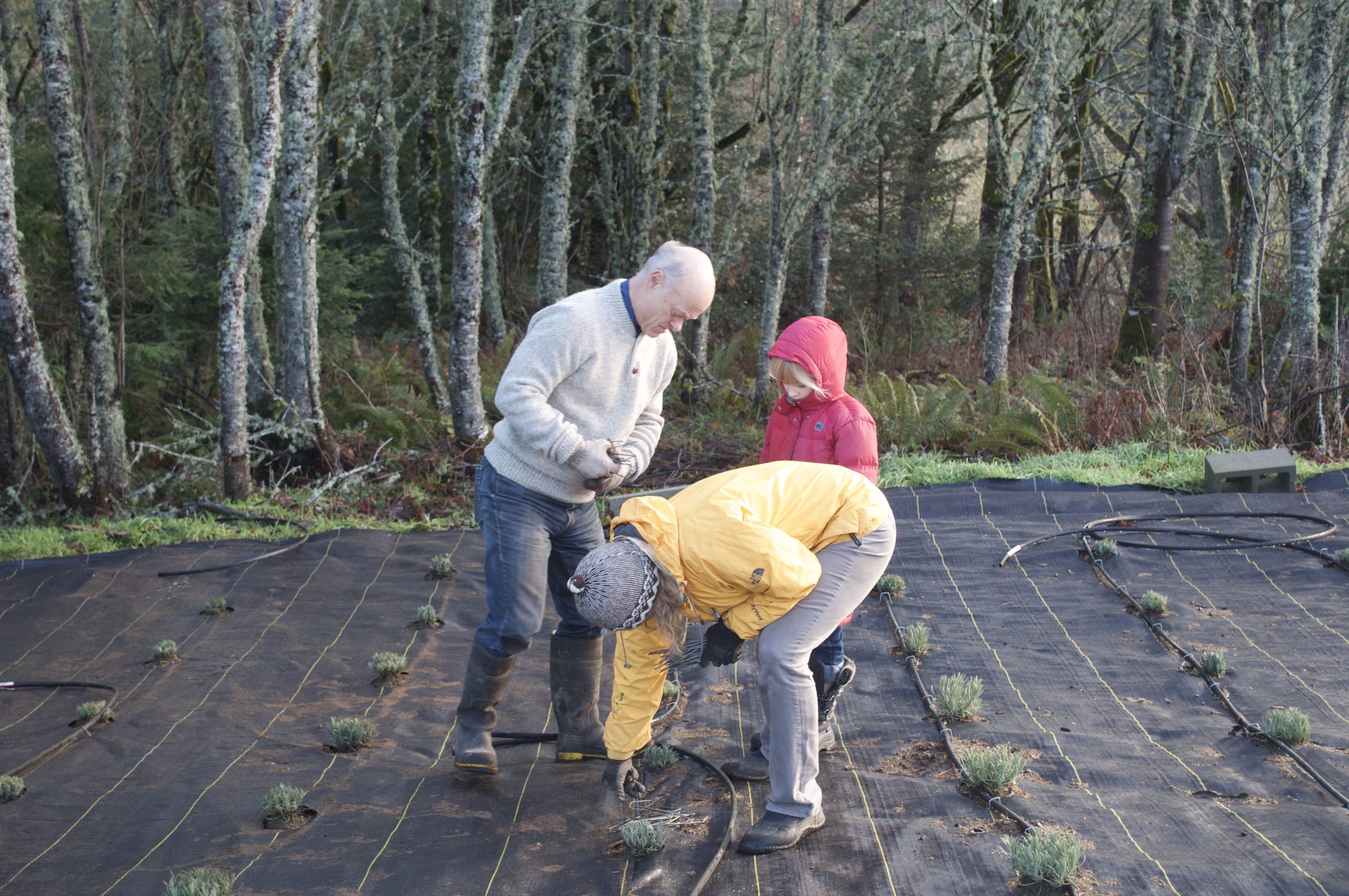 2016_penns planting lavender3