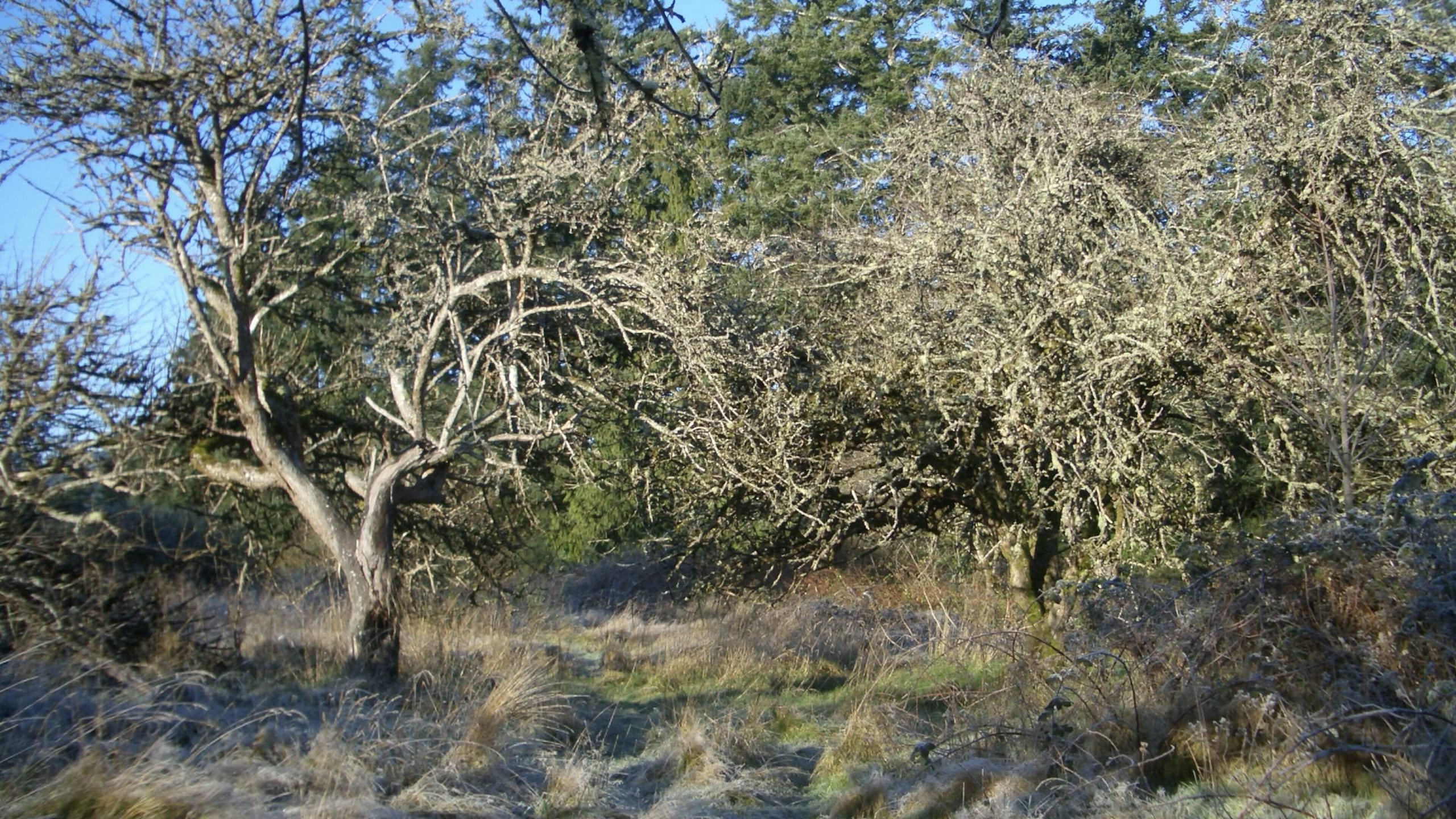 Orchard Bilston Creek Farm History - Early Orchard